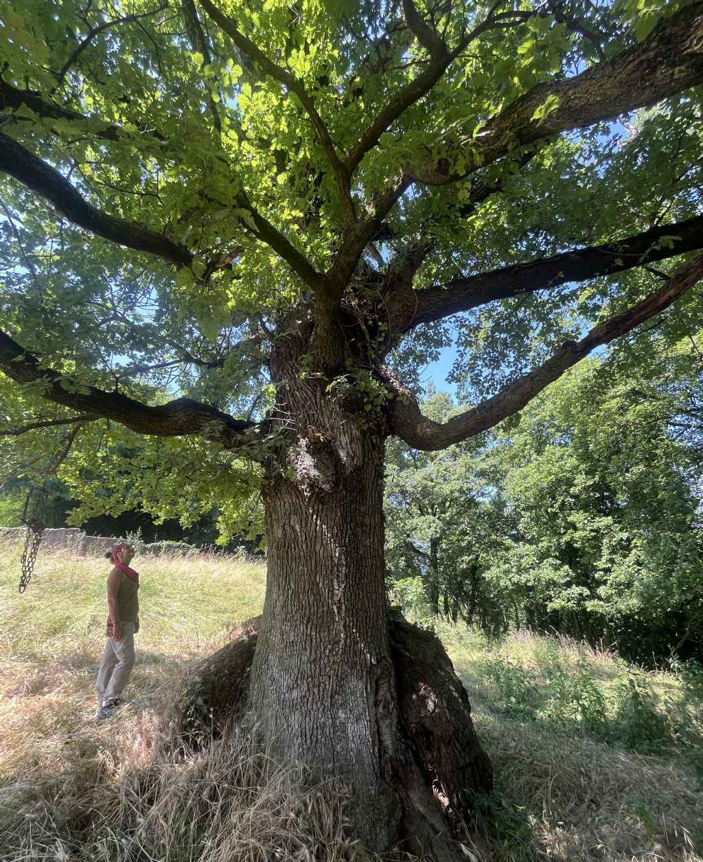 Quercus petraea (Rovere).....Sant''Anna di Alfaedo (VR)
